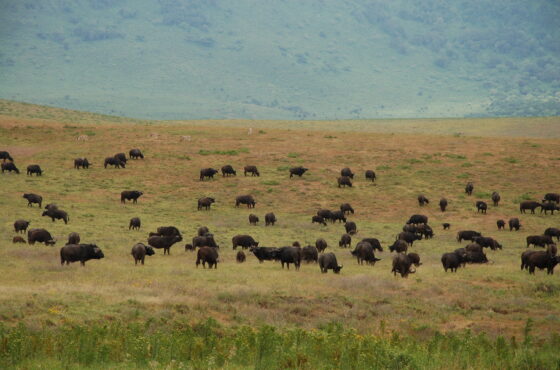 7 Days Tanzania Classic Safari