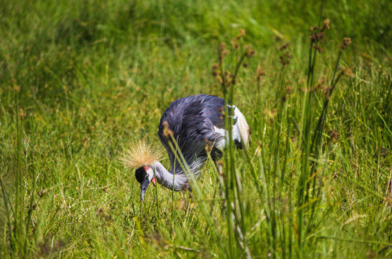 4 Days Northern Tanzania Short Safari