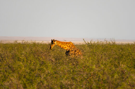 3-Days Safari; Lake Manyara & Ngorongoro