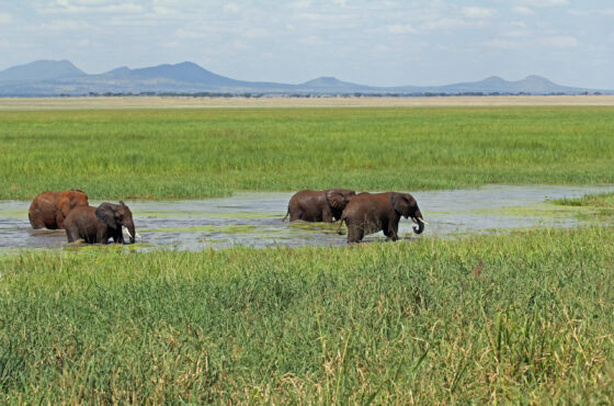 10 Days Tanzania Safari & Zanzibar Combination