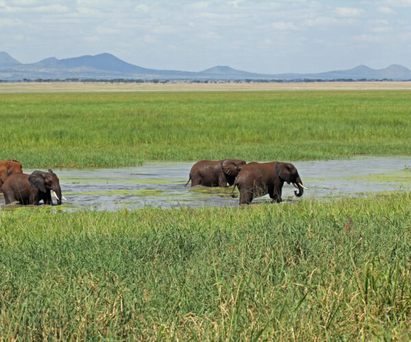 10 Days Tanzania Safari & Zanzibar Combination